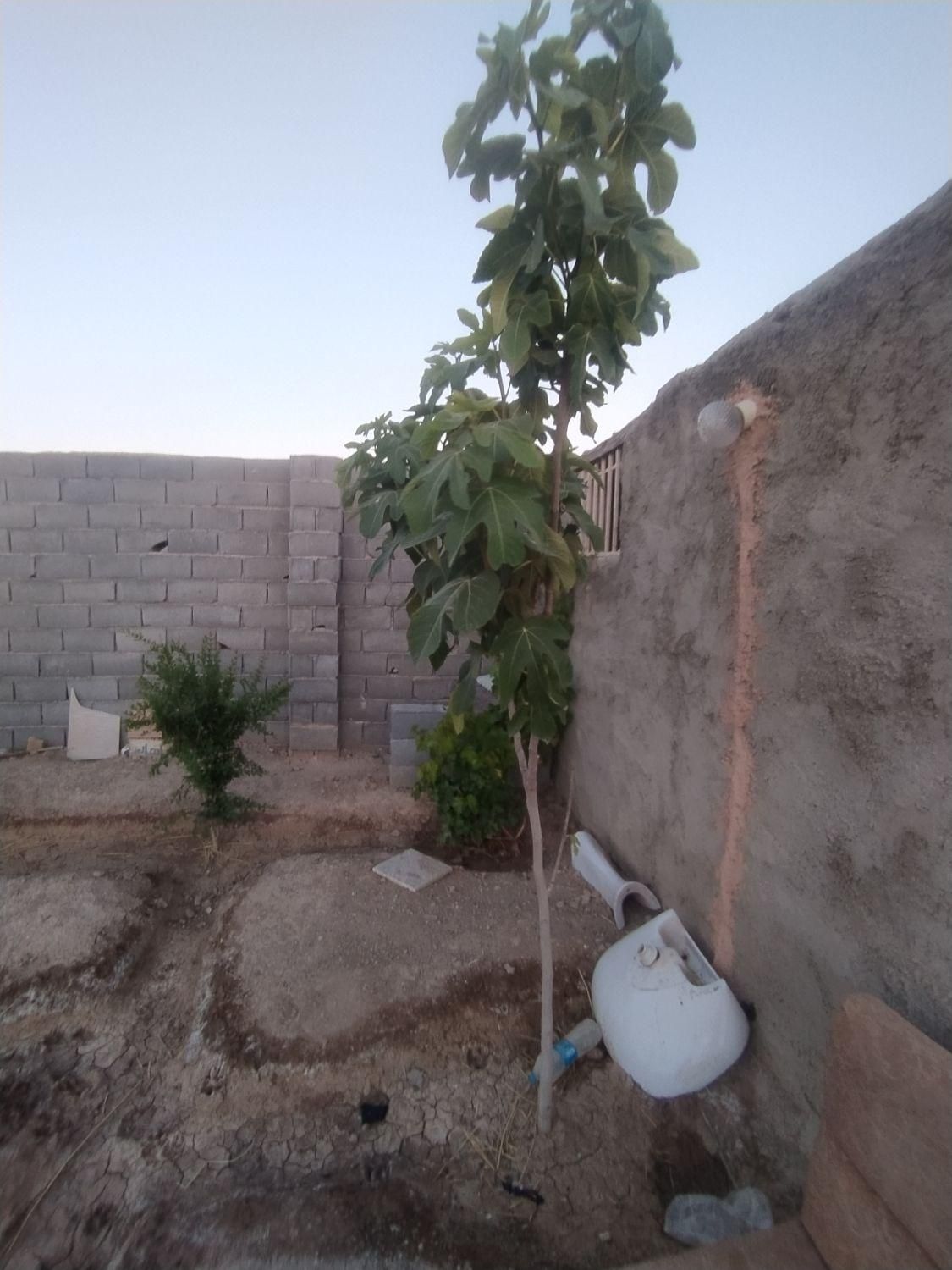 باغ چهاردیواری500متر زردنجان کاج معاوضه با|فروش خانه و ویلا|اصفهان, سرشبادران|دیوار