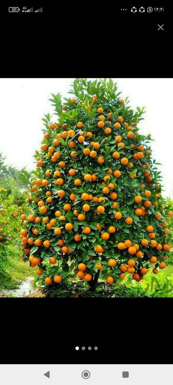 کودارگانیک ورمی کمپوست وخاک برگ جهت باغ وباغچه|خدمات باغبانی و درختکاری|یاسوج, |دیوار