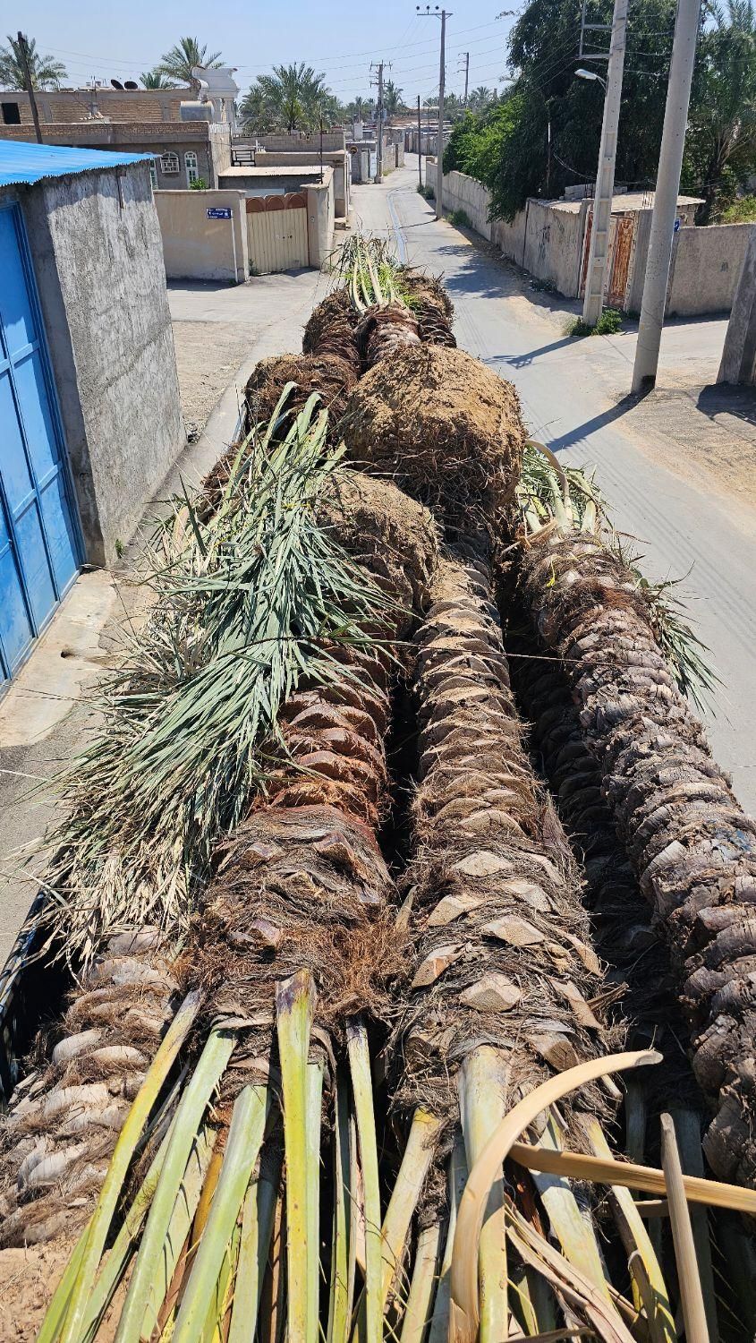 پروژه های ساخت و ساز تامین نخل پالم|پیشفروش املاک|ایلام, |دیوار