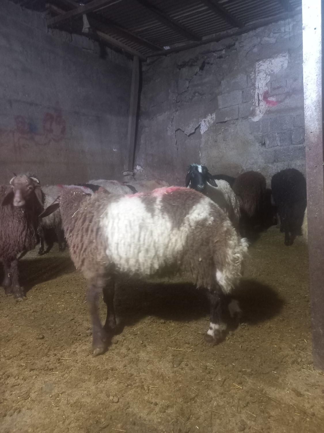 گوساله گوسفند زنده جایگاه معتبر فروش|حیوانات مزرعه|تهران, سهروردی|دیوار