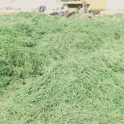 یونجه جو سبوس سویا خوراک دام شیری و پرواری|عمده‌فروشی|شیراز, کوشک میدان|دیوار