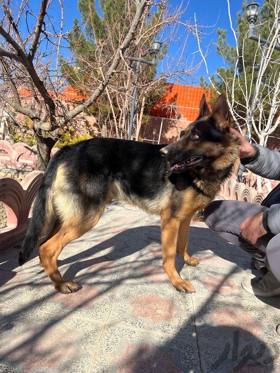 واگذاری سگ ژرمن نر ۲ ساله|سگ|اصفهان, کوی شهید کشوری|دیوار