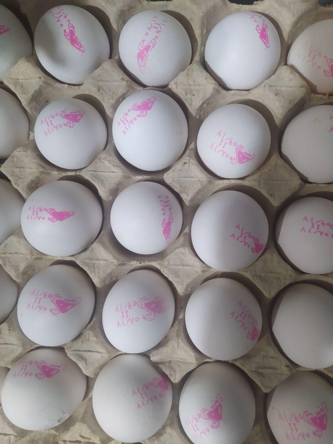 پخش تخم مرغ آرمان|خوردنی و آشامیدنی|مشهد, سرافرازان|دیوار