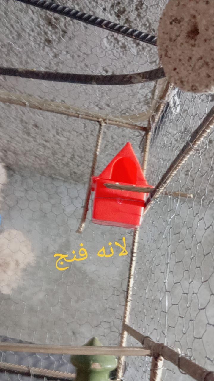 قفس پرنده|لوازم جانبی حیوانات|ایرانشهر, |دیوار