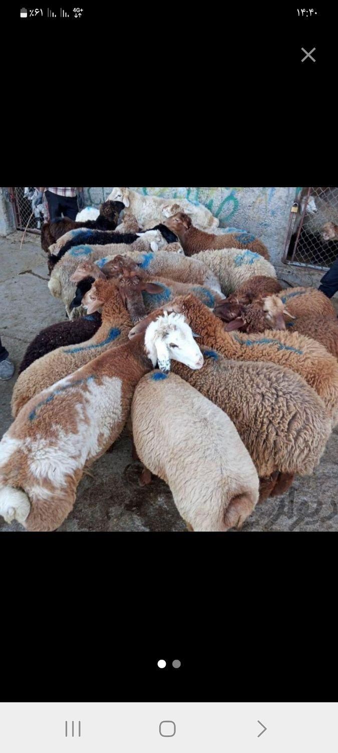 گوسفند زنده.      پرواری گوشتی  تمام تهران باقصاب|حیوانات مزرعه|تهران, نیروی هوایی (پیروزی)|دیوار