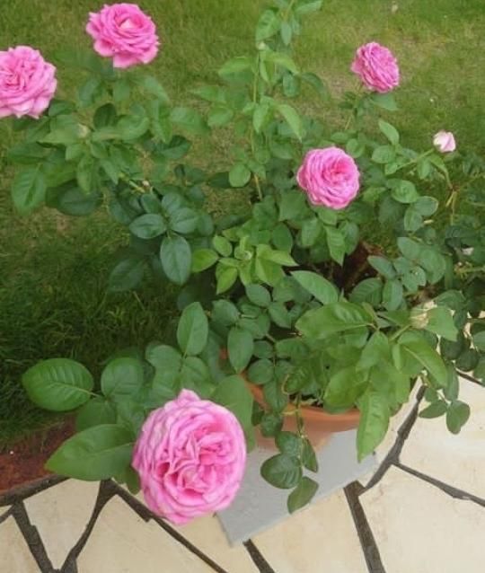 نهالستان گلخانه باغبانی آبیاری نهال چمن طبیعی|خدمات باغبانی و درختکاری|اهواز, گلستان|دیوار