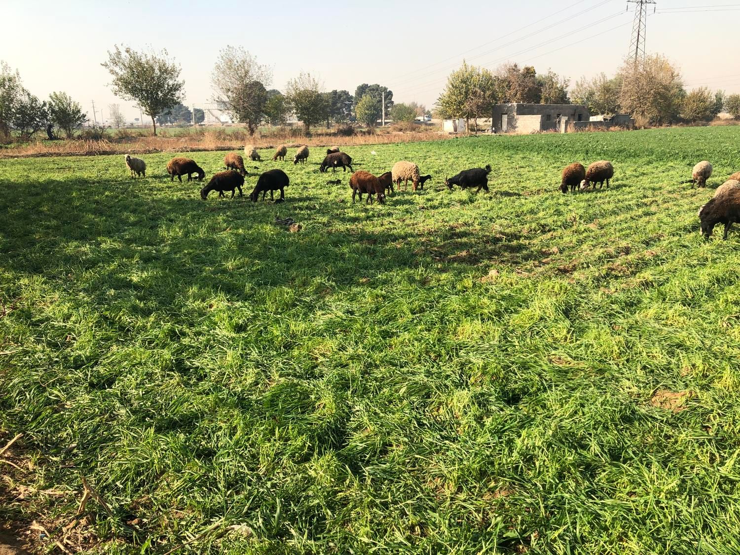 ده هزار زمین بر اتوبان اصلی|فروش دفتر صنعتی، کشاورزی، تجاری|باقرشهر, |دیوار