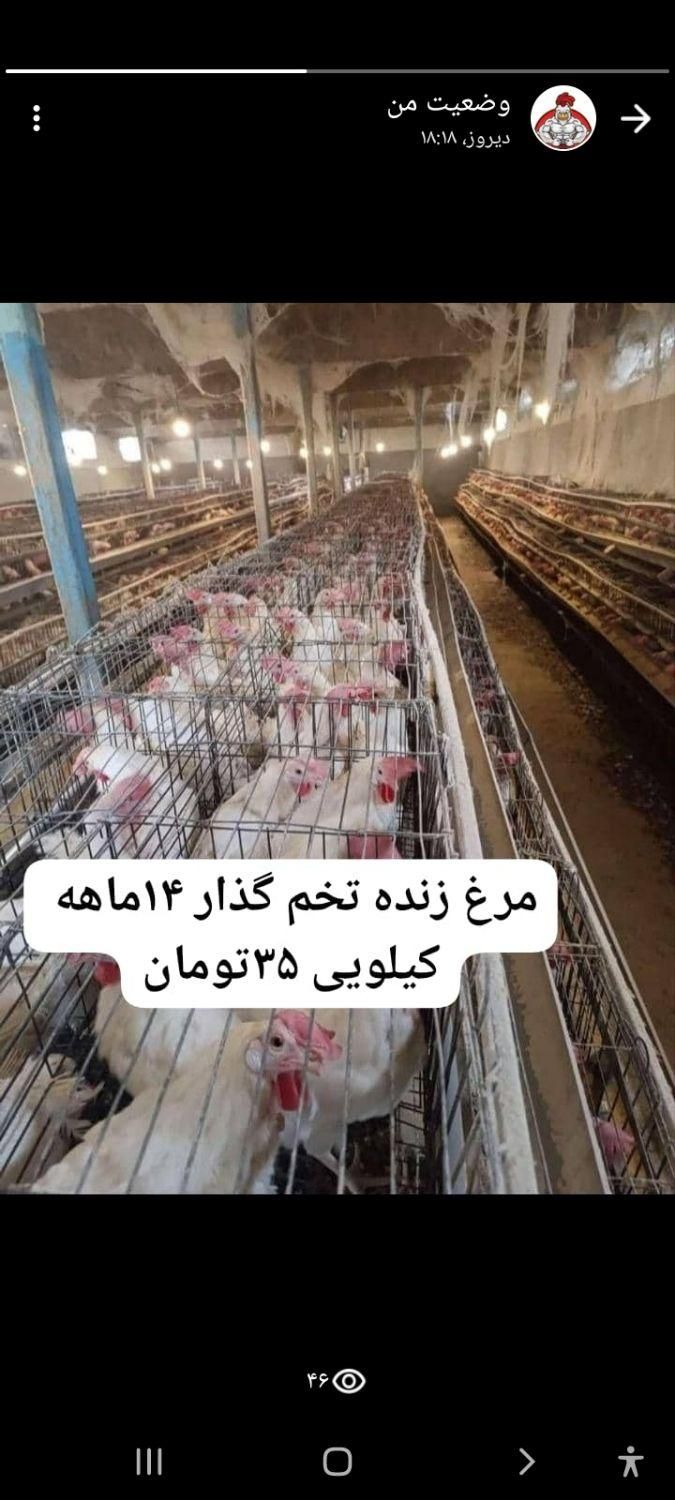 ۲هزار قطعه از نوع مرغ تخم گذار زنده ۱۴ماهه موجود|حیوانات مزرعه|تهران, صادقیه|دیوار