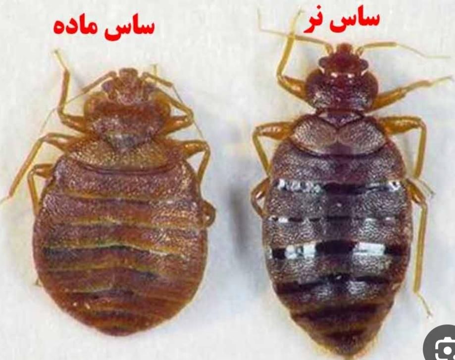 سمپاشی کلاسیک|خدمات نظافت|اسلام‌شهر, باغ فیض|دیوار