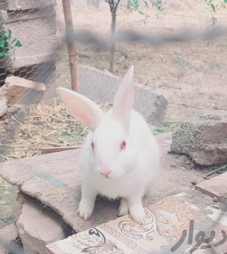 بچه خرگوش بازیگوش|موش و خرگوش|علی‌آباد کتول, |دیوار