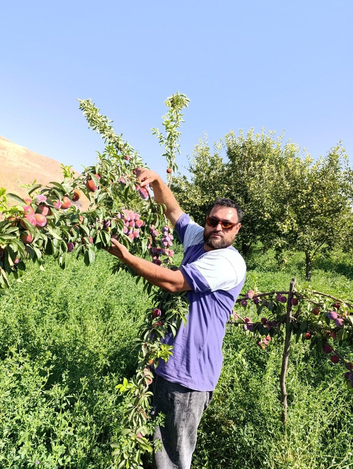 نهال های آلو شابلون اختری قطره طلا سیاه گلدانی|خدمات باغبانی و درختکاری|زنجان, |دیوار