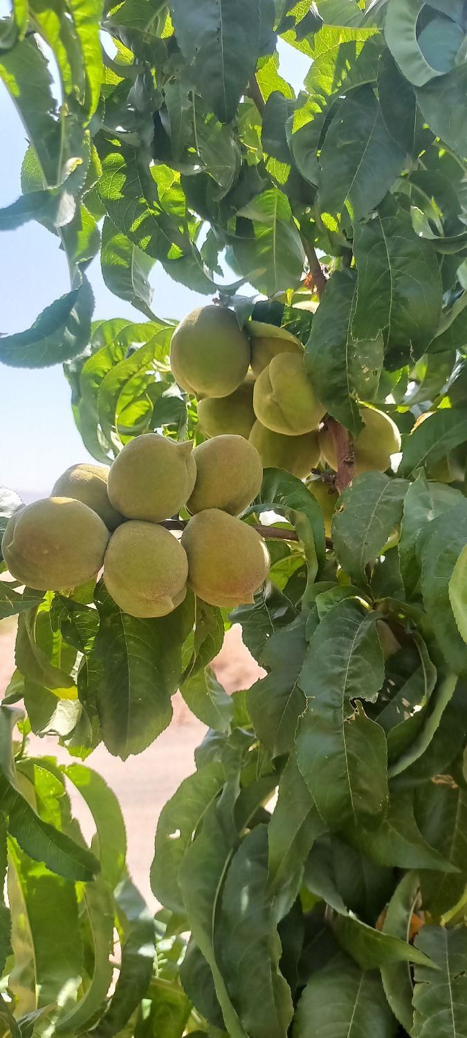 باغ در حسیناباد علویجه|فروش خانه و ویلا|اصفهان, حسین‌آباد|دیوار