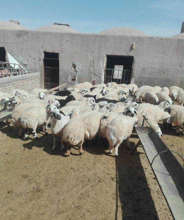 گوسفند زنده روستایی بره صحرا چریده شیشک و قوچ محلی|حیوانات مزرعه|قم, بلوار امین و ساحلی|دیوار