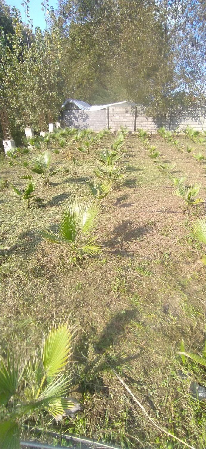 علفزنی چمن زنی و تمشک زنی|خدمات باغبانی و درختکاری|آستانه اشرفیه, |دیوار