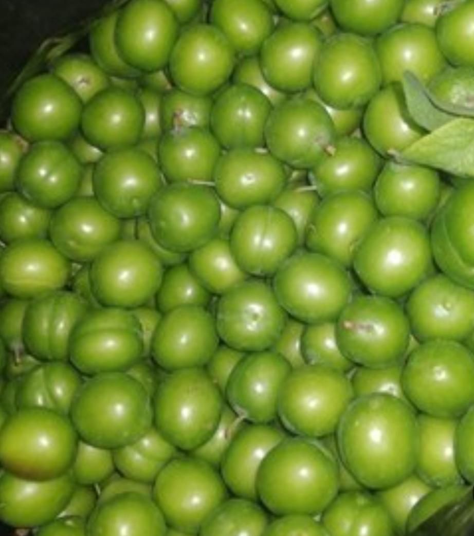 نهال های گوجه سبز و قرمز(چاقاله)گلدانی آماده کاشت|خدمات باغبانی و درختکاری|تهران, استاد معین|دیوار