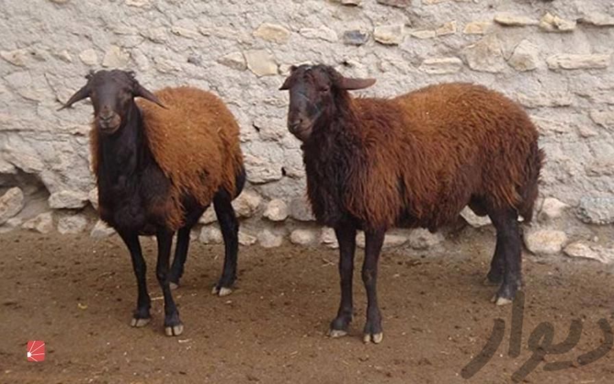 خرید وفروش گوسفند زنده و بره و ذبح درمحل شما|خدمات پیشه و مهارت|اصفهان, باغ فردوس|دیوار