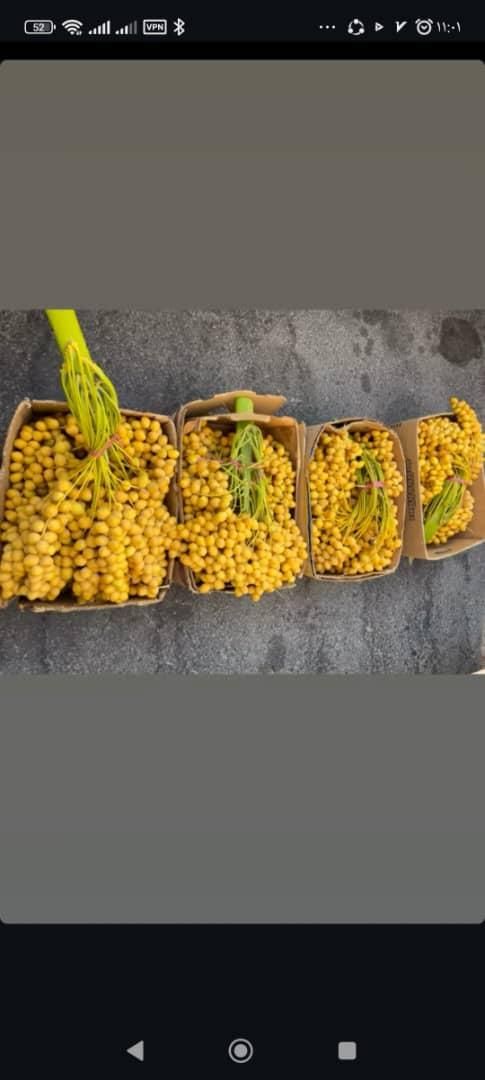 خارک برحی|خوردنی و آشامیدنی|شیراز, دروازه اصفهان|دیوار