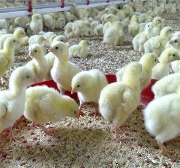 جوجه یکروزه گوشتی308|حیوانات مزرعه|تهران, جمهوری|دیوار