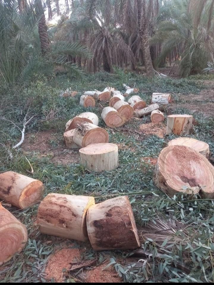 شرکت خرید چوب درخت اکالیپتوس به قیمت کارخانه|خدمات باغبانی و درختکاری|اهواز, زیتون کارمندی|دیوار