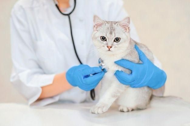 دامپزشک در محل ، دامپزشک سیار|خدمات آرایشگری و زیبایی|شیراز, بازار|دیوار