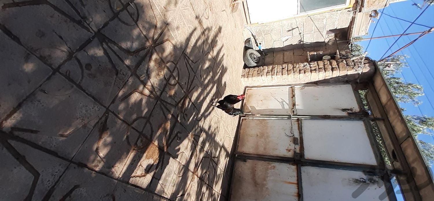 خروس محلی سیاه سر حال سلامت و اردک اسرائیلی نر|حیوانات مزرعه|منجیل, |دیوار
