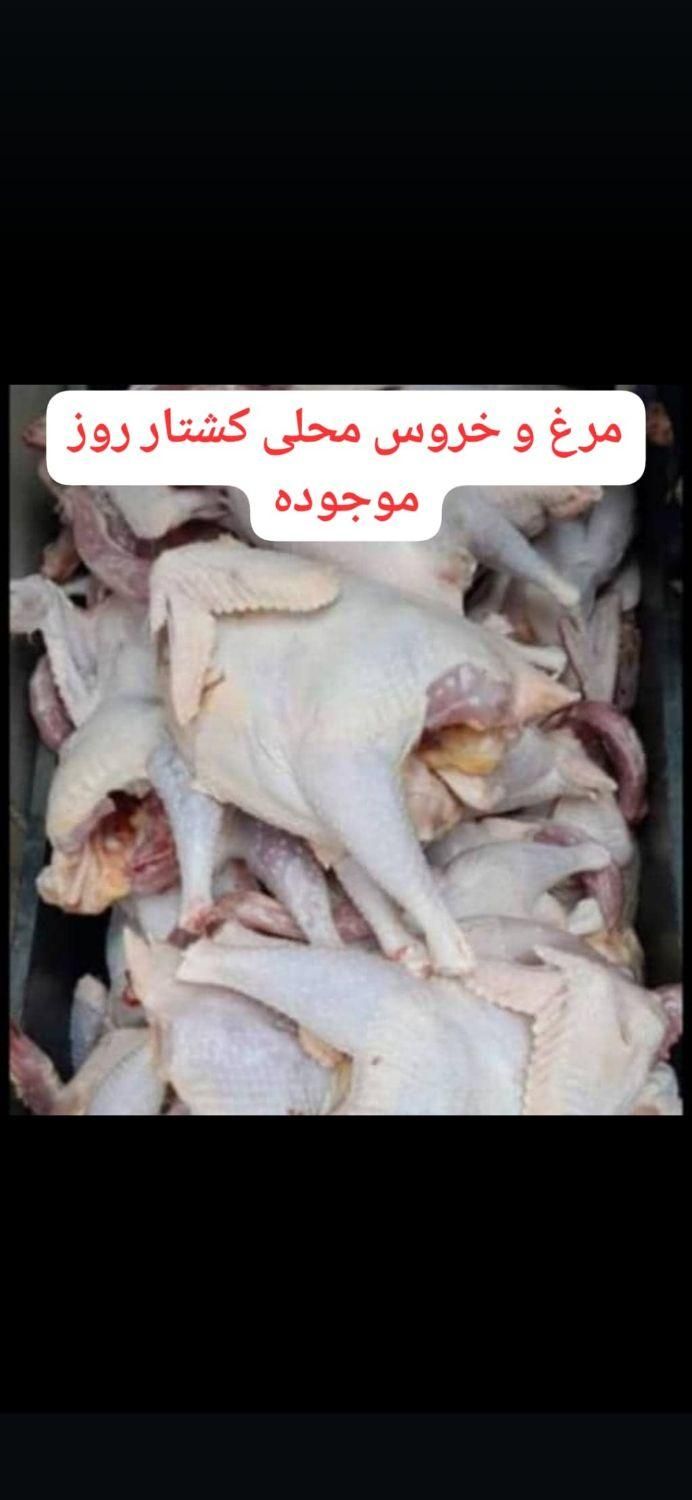 مرغ محلی|حیوانات مزرعه|بندر ماهشهر, |دیوار