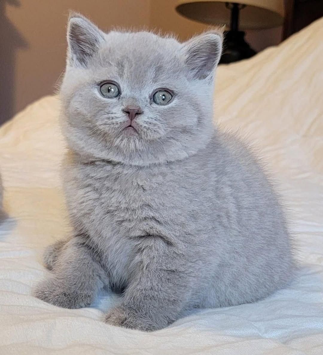 گربه های گوگولی اصیل ( اسکاتیش پرشین بریتیش )|گربه|مشهد, سجاد شهر|دیوار