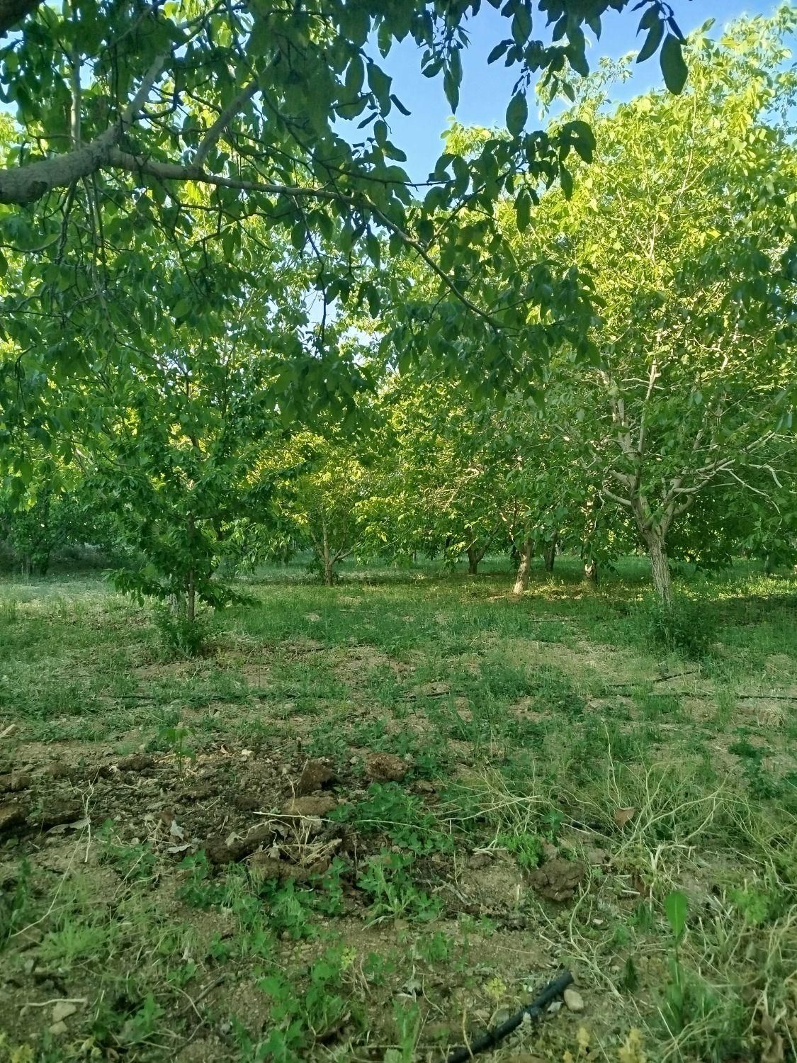 فروش زمین ۵۱۰ متری محدود پل زمانخان|فروش زمین و ملک کلنگی|خمینیشهر, |دیوار