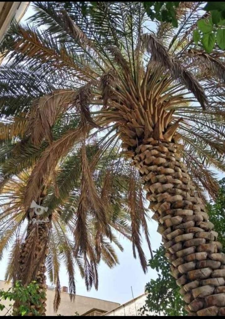 نخل برحی|عمده‌فروشی|شیراز, کوی زهرا|دیوار
