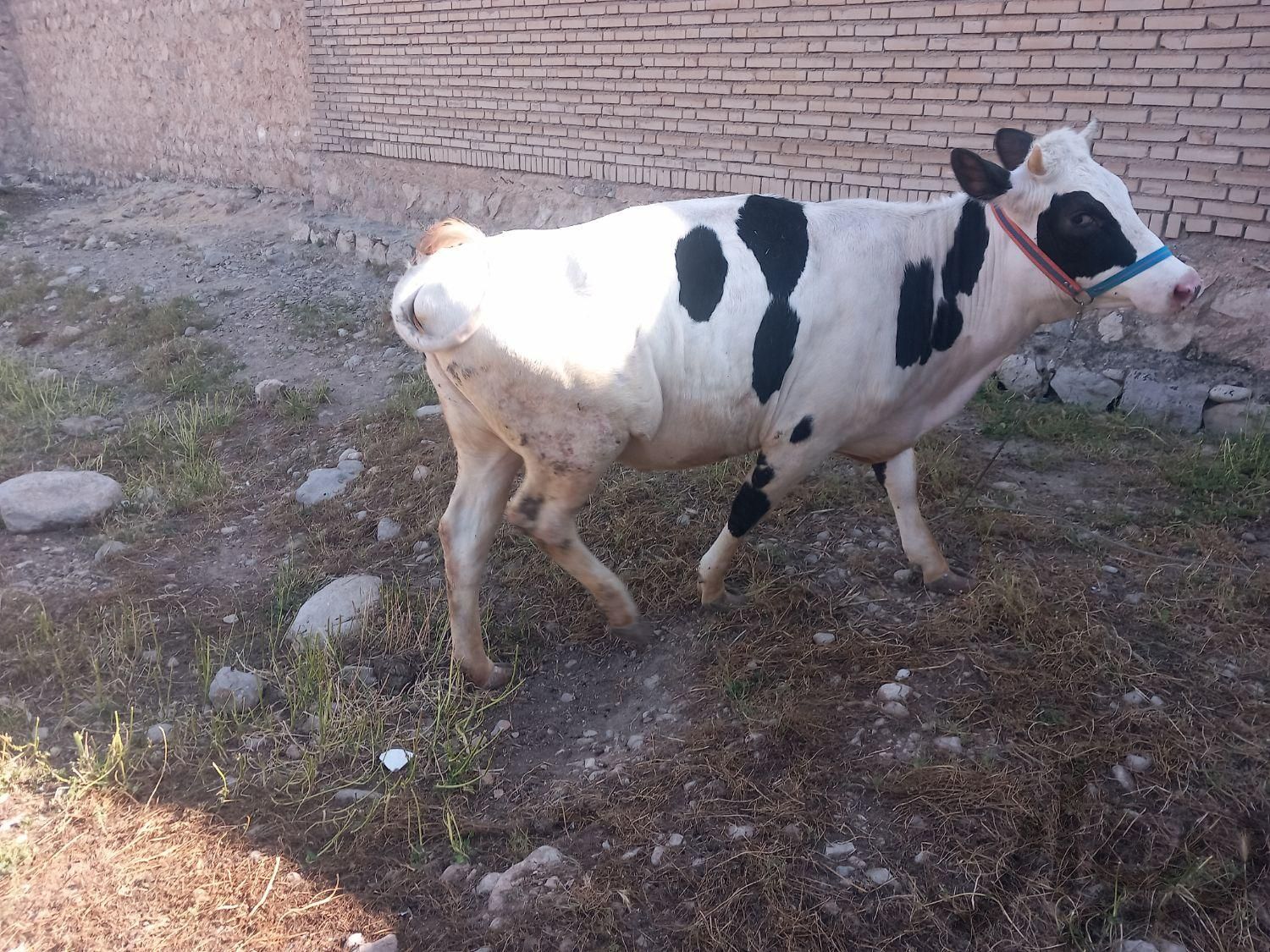 گاو سیمینتال|حیوانات مزرعه|پلدختر, |دیوار
