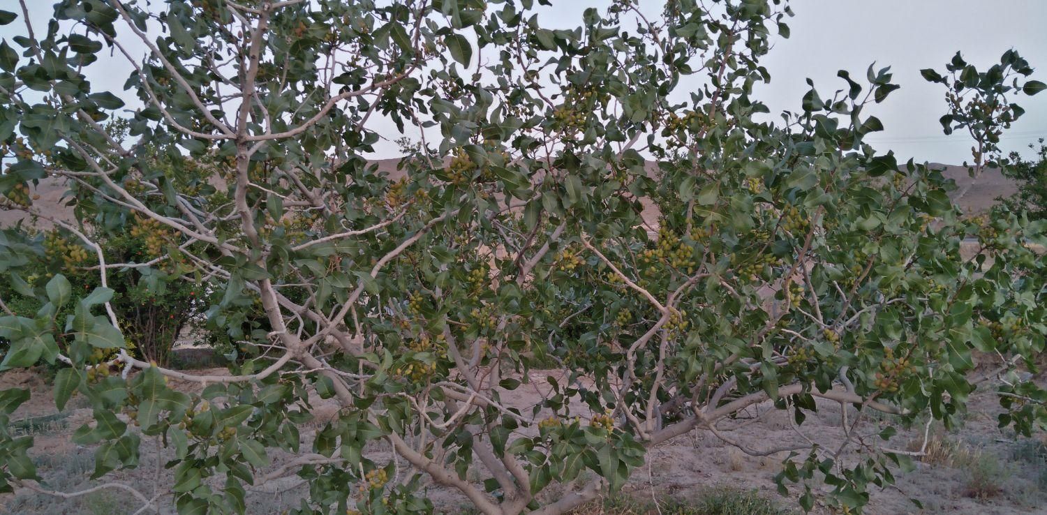 فروش باغ پسته ۱۷ من ، بوری آباد|فروش زمین و ملک کلنگی|تربت‌حیدریه, فردوسی جنوبی|دیوار