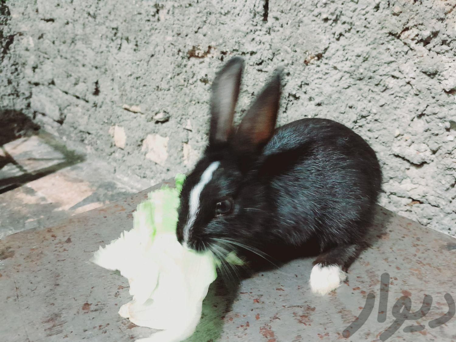 خرگوش زرنگ|موش و خرگوش|دزفول, |دیوار
