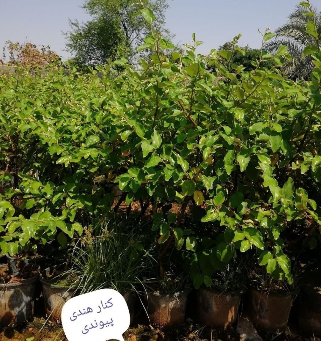 انواع نهال گرمسیری  مثمر وغیر مثمر|خدمات باغبانی و درختکاری|اهواز, زرگان|دیوار