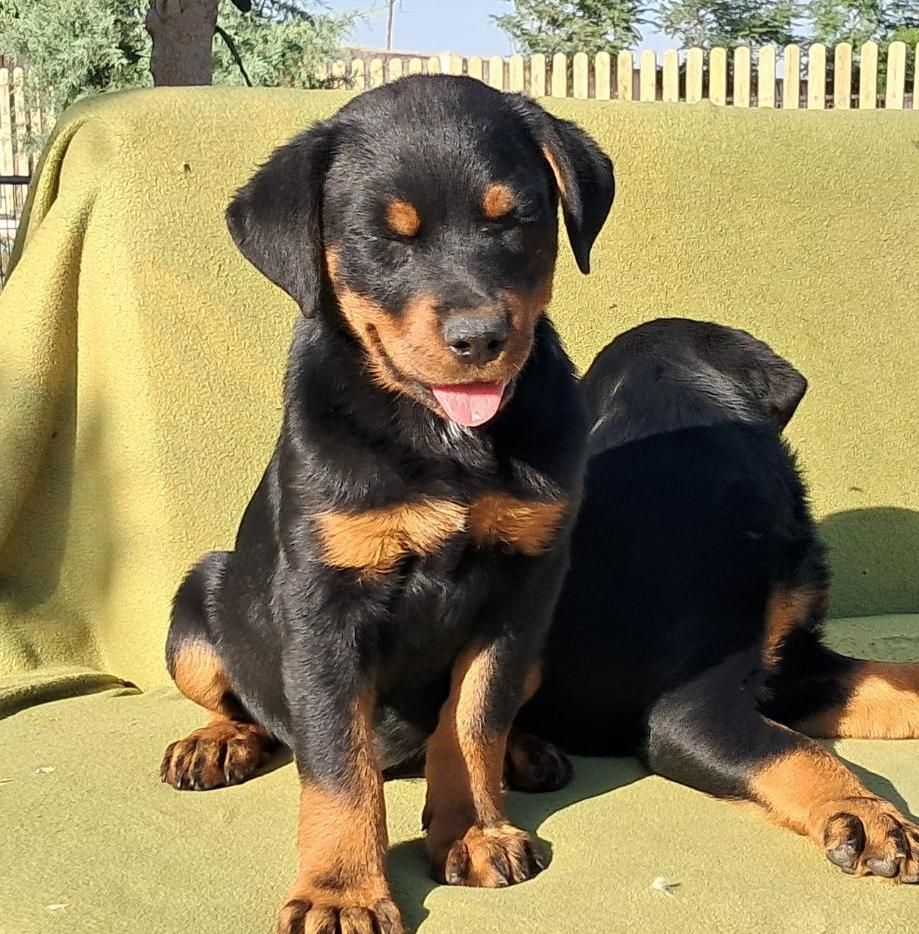 ۴نژاد پر طرفدار د گارد کنکورسو ژرمن گلدن رتوایلر|سگ|تهران, آجودانیه|دیوار