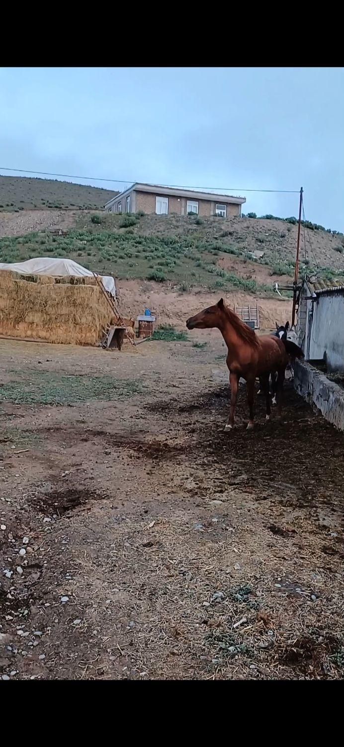 اسب مادیان|اسب و تجهیزات اسب‌سواری|پارس‌آباد, |دیوار