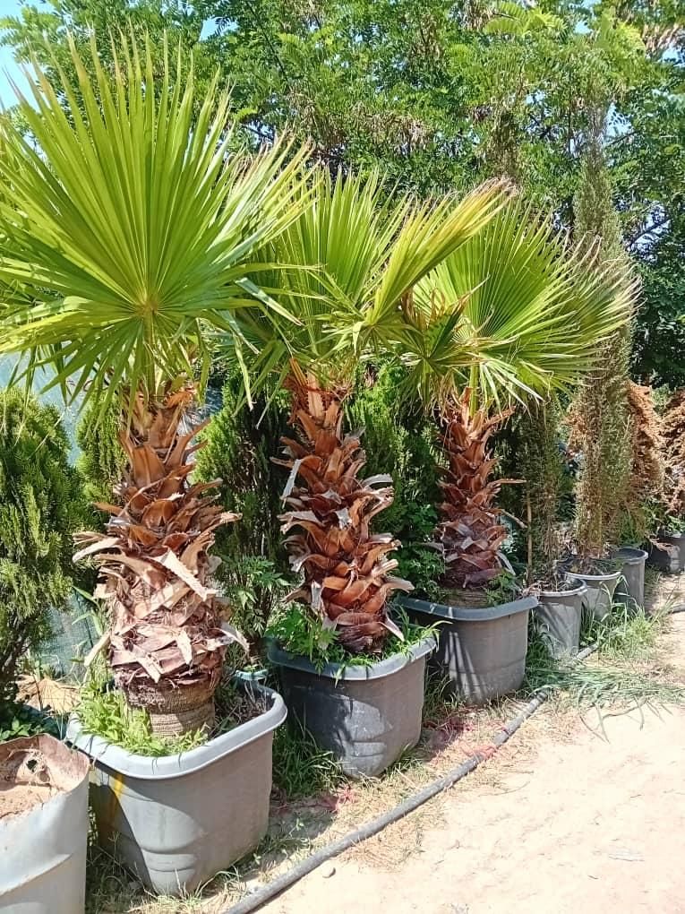 نهال میوه و زینتی، بن بالا|خدمات باغبانی و درختکاری|کرج, کلاک بالا|دیوار