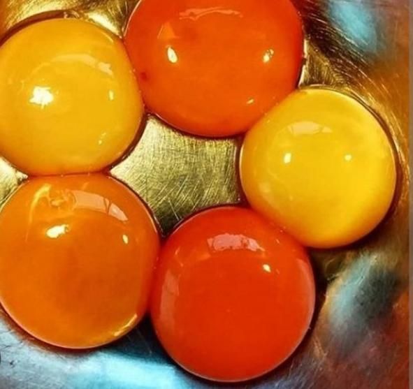 فروش ویژه تخم مرغ|عمده‌فروشی|شیراز, فخرآباد (دروازه کازرون)|دیوار