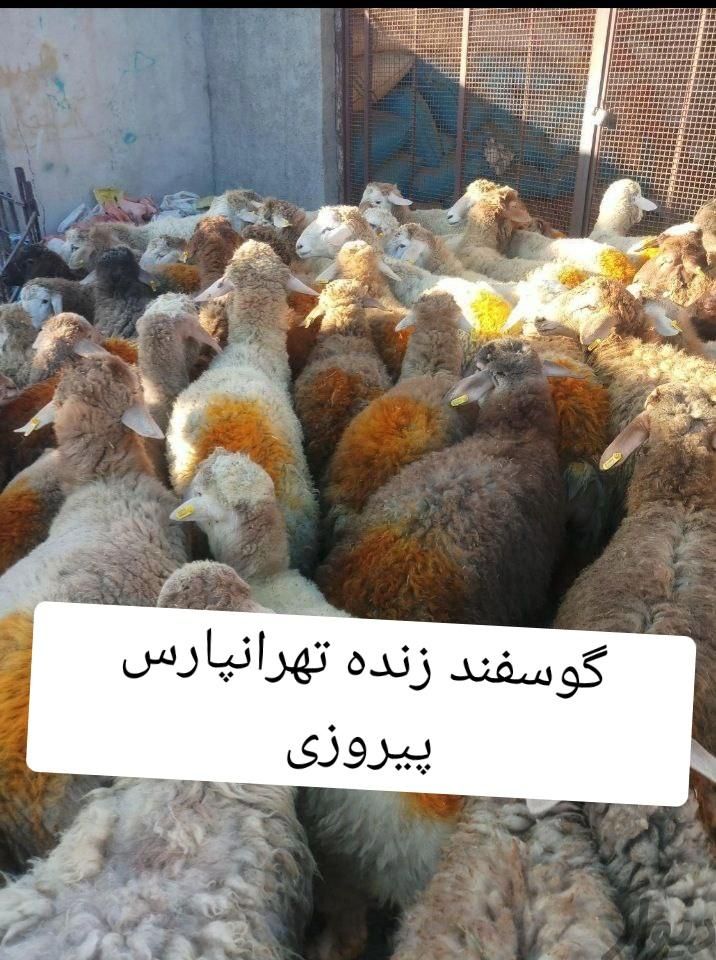 گوسفند زنده شبانه روزی سرتاسر تهران در اسراع وقت|حیوانات مزرعه|تهران, نیروی هوایی (پیروزی)|دیوار