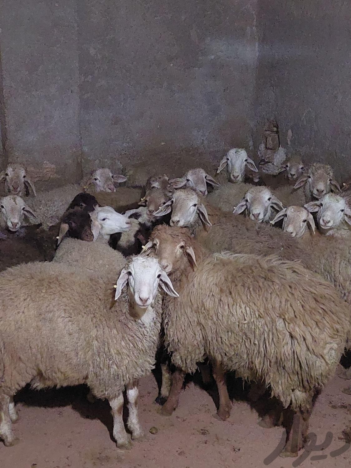 گوسفند پرواری کل کرج زنده|حیوانات مزرعه|کرج, ملارد|دیوار