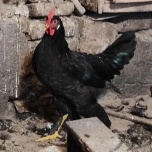خروس و مرغ سیاه سفید مشکی محلی برای خون و قربانی|حیوانات مزرعه|مشهد, صیاد شیرازی|دیوار