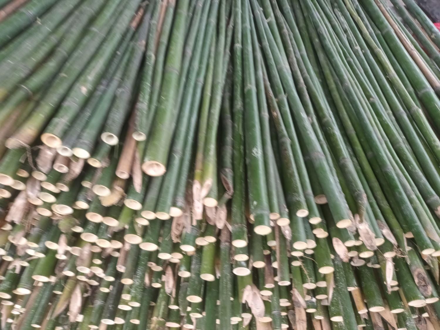 فروش چوب بامبو ارتفاع۲ تا ۵ مترعمده|گل و گیاه طبیعی|اسلام‌شهر, ده عباس|دیوار