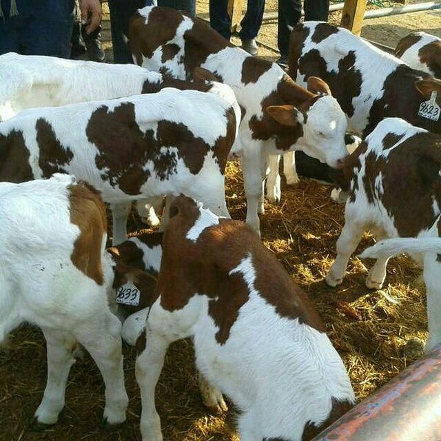 مرکز فروش و پخش گوساله سیمینتال استان گلستان|حیوانات مزرعه|خمینیشهر, |دیوار