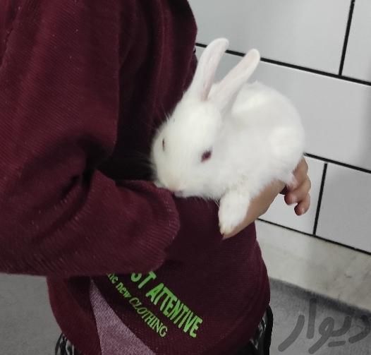 خرگوش کوچولو|موش و خرگوش|ساوه, |دیوار