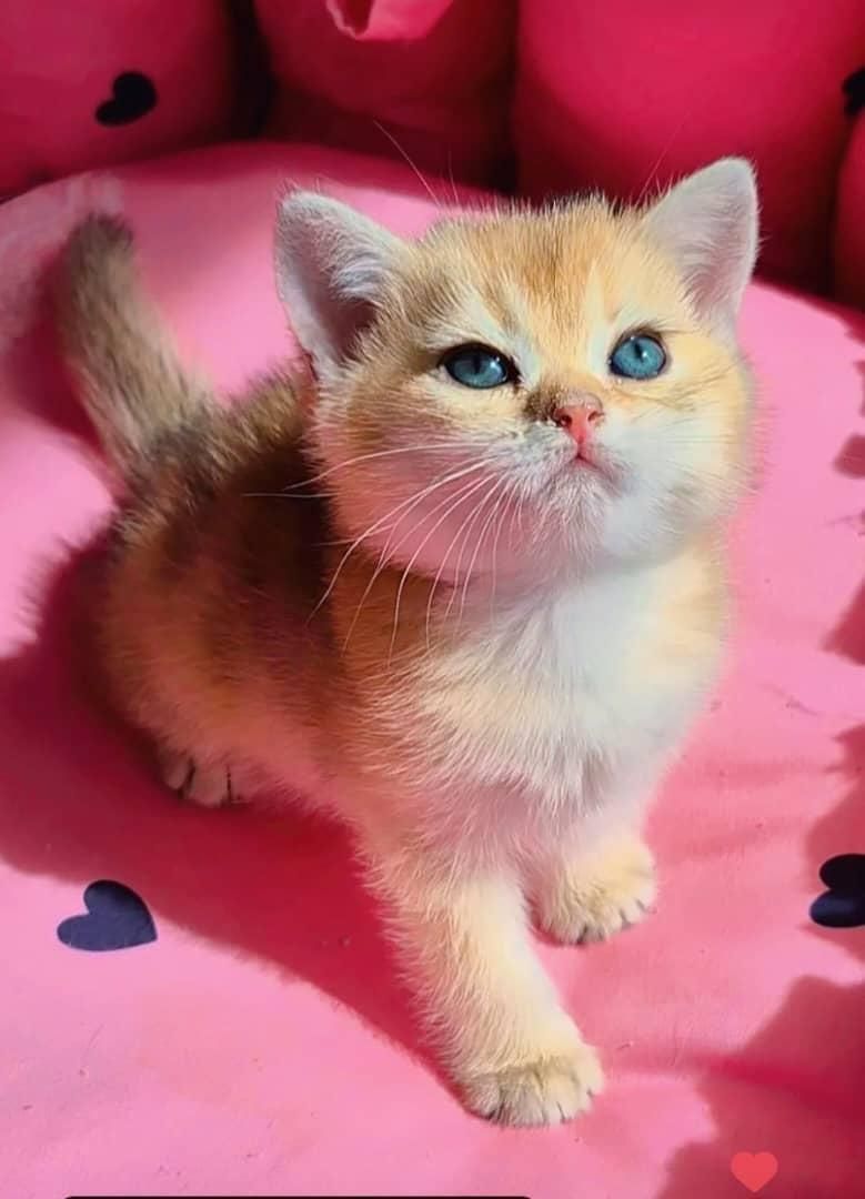 بچه گربه های عروسکی دلربا|گربه|اصفهان, آزادگان|دیوار