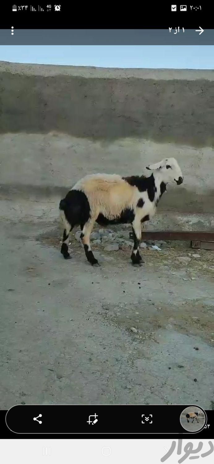 قوچ پلنگی خال سیاه اصل پوست گاوی پلاک بروجرد|حیوانات مزرعه|مشهد, شهرک شهید رجایی|دیوار