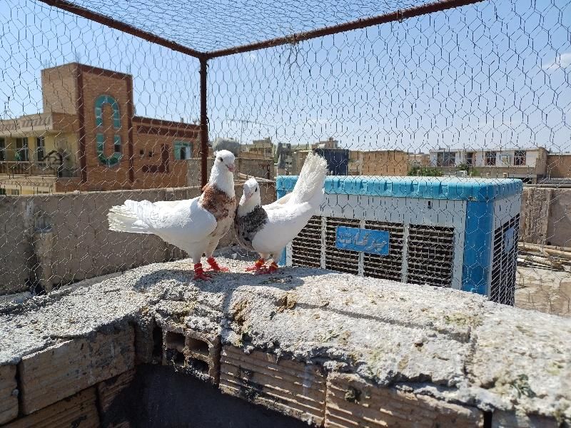 کبوتر طوقی|پرنده|فولادشهر, باغشاد|دیوار