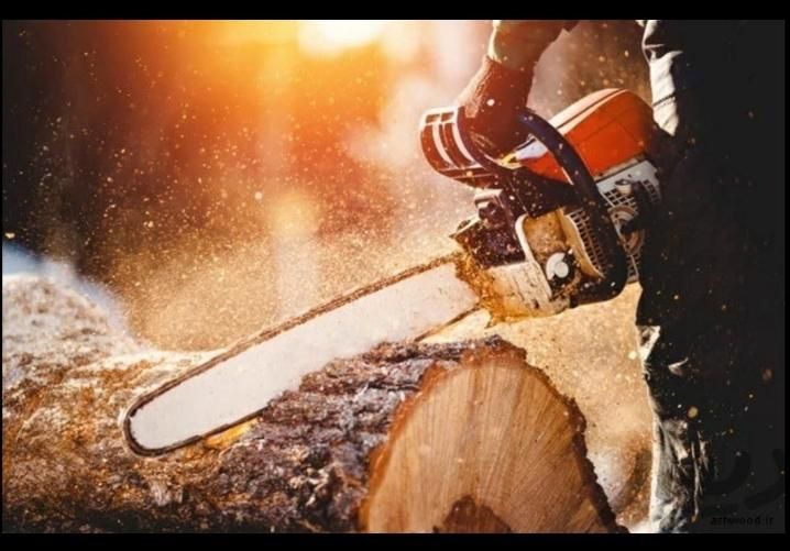 خرید قلمه و برش درخت|خدمات باغبانی و درختکاری|تبریز, |دیوار