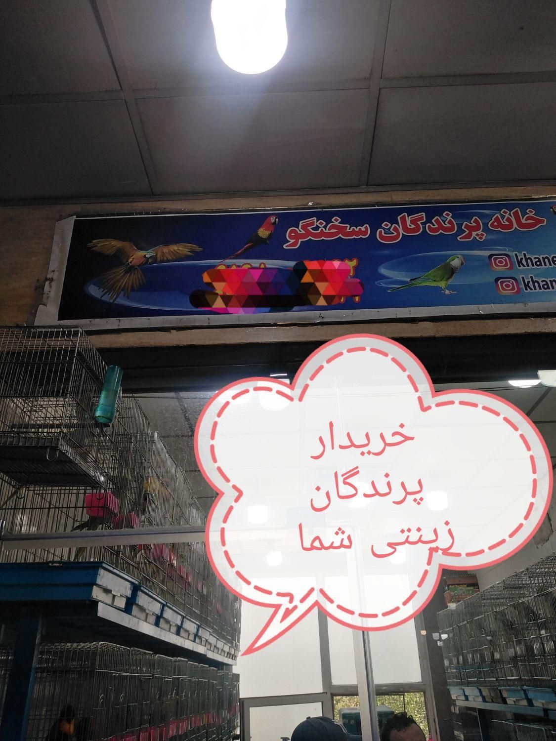 پرندگان زینتی|پرنده|رشت, رودباری|دیوار