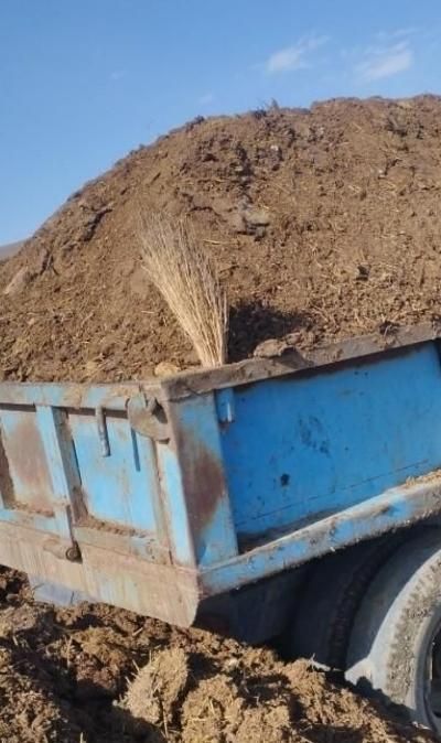 گل شمشاد طلایی کودحیوانی خاک‌باغچه|گل و گیاه طبیعی|کرمانشاه, |دیوار