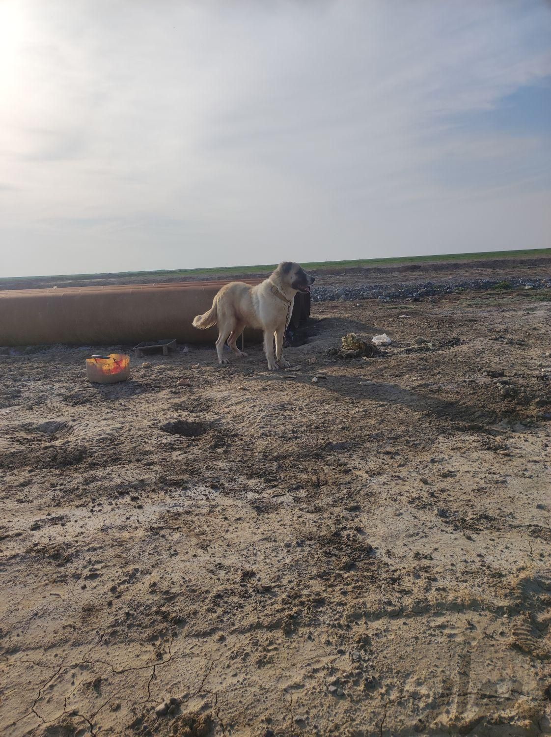 سگ نژاد ترکمن اصل جنسیت نر دوساله نگهبان|سگ|آق قلا, |دیوار